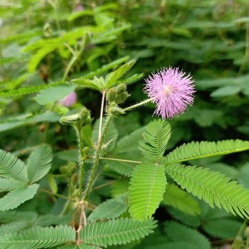 Sensitive Plant Seeds - Mimosa Pudica Seeds, Touch-Responsive Moving Leaves, Pink Flowers & Herbal Uses