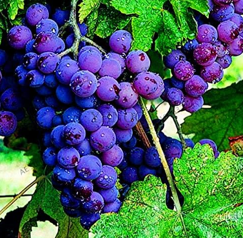 KyohoGrapeSeeds(Color:4)