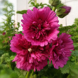 Lilac Rose Hollyhock - Alcea rosea, Fragrant Double-Petaled Hollyhock, Tall Cottage Garden Seeds, Ornamental & Edible