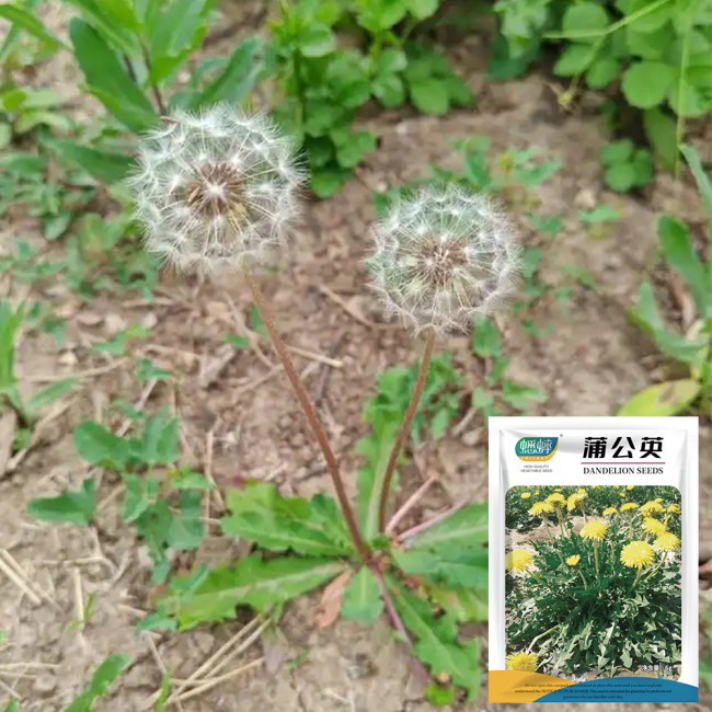 Dandelion Seeds - Taraxacum officinale, Medicinal Herb & Edible Greens, Ground Cover with Wind-Dispersed Pappus