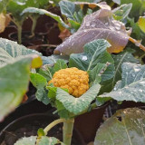 Golden Cauliflower Seeds - Vibrant Orange Heads, High Carotene, Nutty Flavor, Spring/Fall Planting