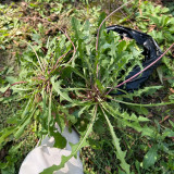 Dandelion Seeds - Taraxacum officinale, Medicinal Herb & Edible Greens, Ground Cover with Wind-Dispersed Pappus