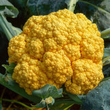 Golden Cauliflower Seeds - Vibrant Orange Heads, High Carotene, Nutty Flavor, Spring/Fall Planting