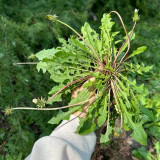 Dandelion Seeds - Taraxacum officinale, Medicinal Herb & Edible Greens, Ground Cover with Wind-Dispersed Pappus