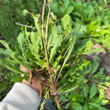 Dandelion Seeds - Taraxacum officinale, Medicinal Herb & Edible Greens, Ground Cover with Wind-Dispersed Pappus
