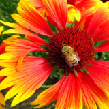 Blanket Flower Seeds | Heat/Drought/Cold Tolerant Perennial with Vibrant Summer Blooms