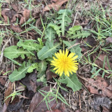Dandelion Seeds - Taraxacum officinale, Medicinal Herb & Edible Greens, Ground Cover with Wind-Dispersed Pappus