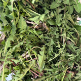 Dandelion Seeds - Taraxacum officinale, Medicinal Herb & Edible Greens, Ground Cover with Wind-Dispersed Pappus