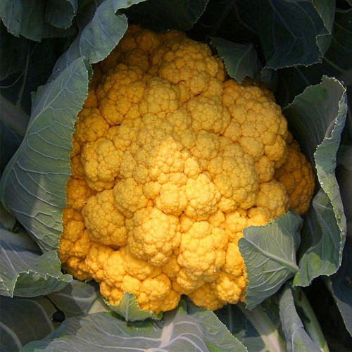 Golden Cauliflower Seeds - Vibrant Orange Heads, High Carotene, Nutty Flavor, Spring/Fall Planting