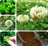 Trifolium Repens Seed White Dutch Clover Seed Four Leaf Clover
