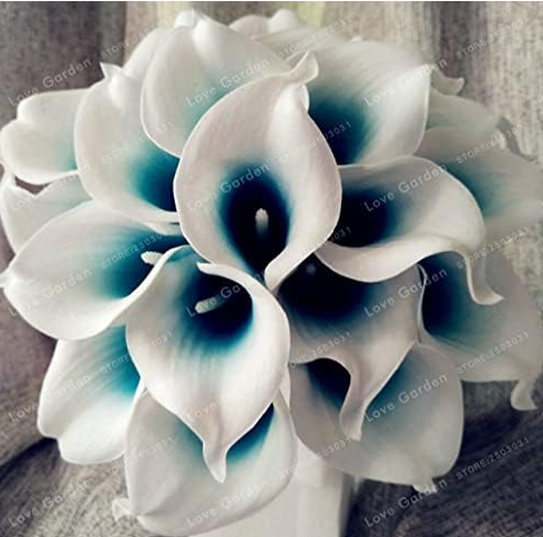 Calla Lily Bulbs Rare Bonsai Colorful Rhizome Zantedeschia Flower