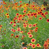 Blanket Flower Seeds | Heat/Drought/Cold Tolerant Perennial with Vibrant Summer Blooms