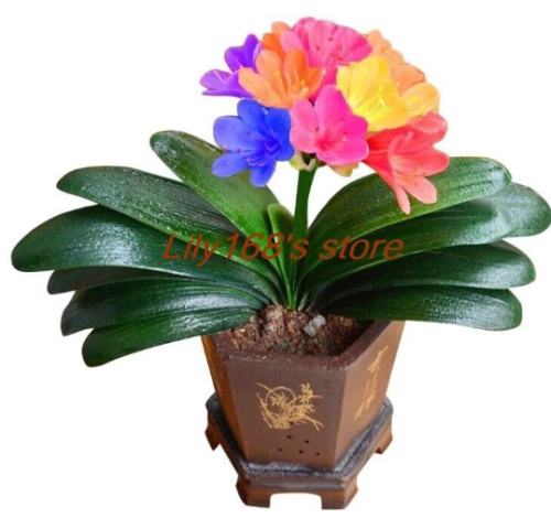 Clivia Seed, indoor home garden vase four seasons flowers (Color: A9)
