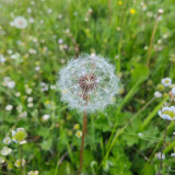 Dandelion Seeds - Taraxacum officinale, Medicinal Herb & Edible Greens, Ground Cover with Wind-Dispersed Pappus