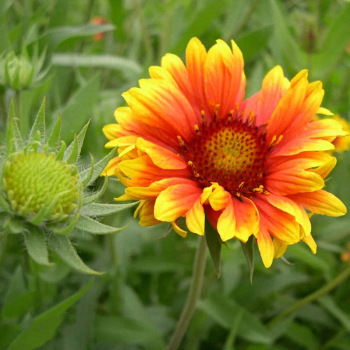 Blanket Flower Seeds | Heat/Drought/Cold Tolerant Perennial with Vibrant Summer Blooms