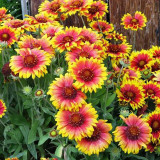Blanket Flower Seeds | Heat/Drought/Cold Tolerant Perennial with Vibrant Summer Blooms