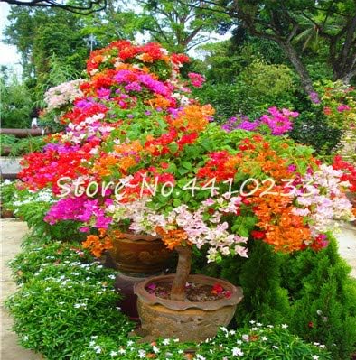 Bougainvillea Seeds Colorful Bougainvillea Flower Variety (Color: b)