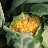 Golden Cauliflower Seeds - Vibrant Orange Heads, High Carotene, Nutty Flavor, Spring/Fall Planting
