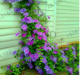 Clematis Garden Seeds (Color: 2)