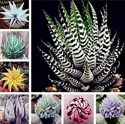 Aloe Vera Seed Rare Succulent Lucky Aloe Indoor Plant (Color: Mixed)