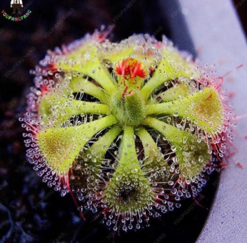 Potted Insectivorous Seeds Pack Dionaea Muscipula Giant Clip
