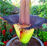 Corpse Flower Seeds The Titan Arum is Also Known as The Corpse Flower