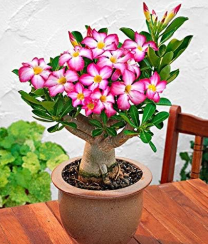 Desert Rose Bonsai Seed, Balcony Ornamental Plant