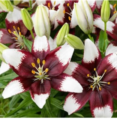 Rare Lily Seeds Perennial Indoor Flowers (Color: 3)