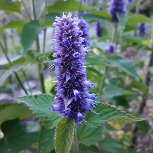 Korean Mint Seeds (Agastache rugosa) - Fragrant Medicinal Herb for Gardens