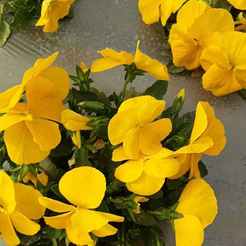 Super Bingo Yellow Pansy Seeds | Biennial Perennial, Lanceolate Leaves, Heat Tolerant Plants