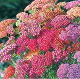 Fresh Yarrow Flower Seeds Garden Seed Flower achillea millefolium - (Color: 9)