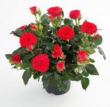 Mini Rose Seed Miniature Rose (Color: 8)