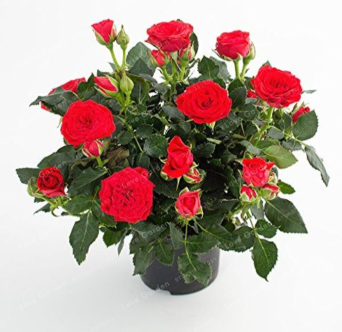 Mini Rose Seed Miniature Rose (Color: 8)