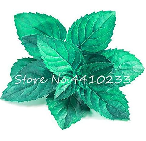 Green Perfume Mint Seedling Perennial Herb Edible Organic Vegetables Aromatic