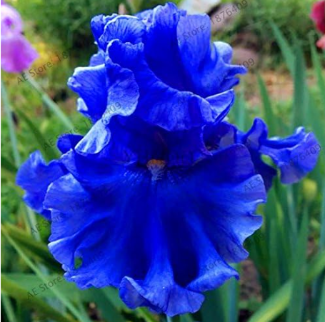 Iris Orchid Flower Seeds Plant for Home Garden - (Color: 6)