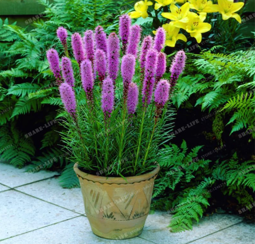 Liatris Spicata Seed Perennial Native Wildflowers Home Garden - (Color: 4)