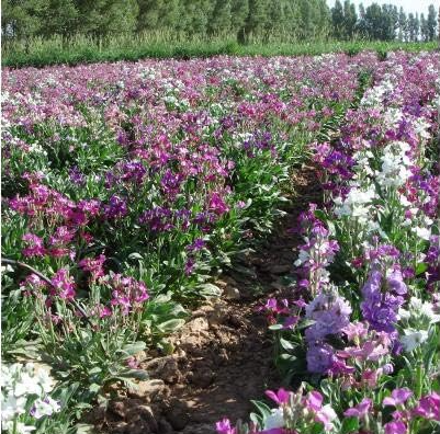 Matthiola Seeds Matthiola Incana Ten Week Mix Color (Color: 1)