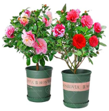 Camellia Seeds Common Camellia Flowers (Color: Mixed)
