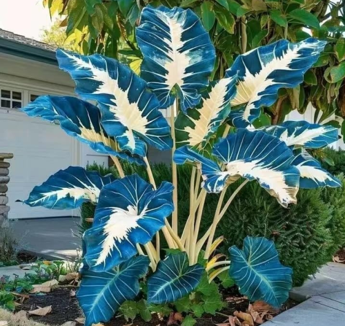 Caladium Seeds, Large Leaves, Suitable for Decorating Patios and Gardens