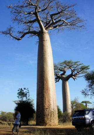 Baobab Seeds Bonsai Tree Rare Tropical Exotic Plant