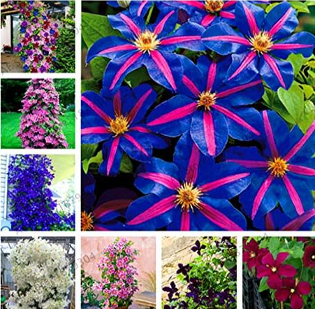 Clematis Seeds Garden Vine Flowers Plant Climbing Plants Twining - (Color: Mix)