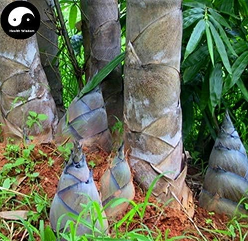 Huge Dragon Bamboo Seeds Bamboo Tree for Bamboo Garden
