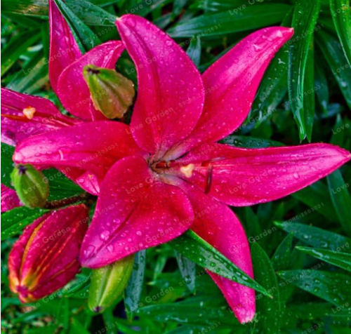 Lily Bulbs Perfume Lily Pleasant Fragrance Lilium (Color: 9)
