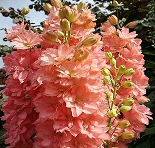 Delphinium Seeds Garden FlowersOrnamental Plant Sement - (Color: 7)