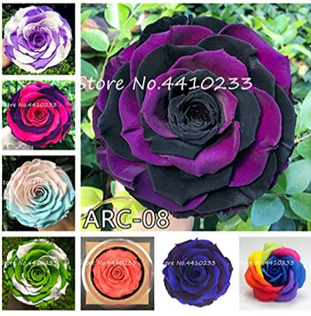 Lover Multi-Color Rose Plant Seeds (Color: Mix)