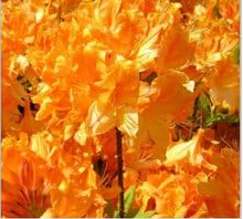 Azalea Seeds (Color: 11)