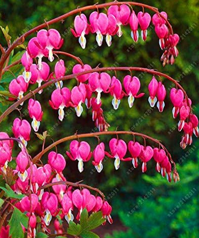 Dicentra Spectabilis Bleeding Heart Seeds heart-shaped flowers (Color: 11)