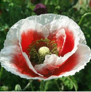 Rare Blue Himalayan-Poppy Seeds (Color: 8)