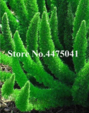 Colorful Foxtail Fern Seed, Creeper Vines Indoor Grass Mixed Foliage (Color: 1)