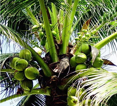 Coconut Tree Seeds Tropical High Nutrition Juicy